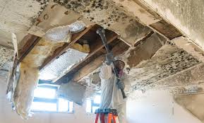 Best Basement Mold Removal  in Pinetops, NC